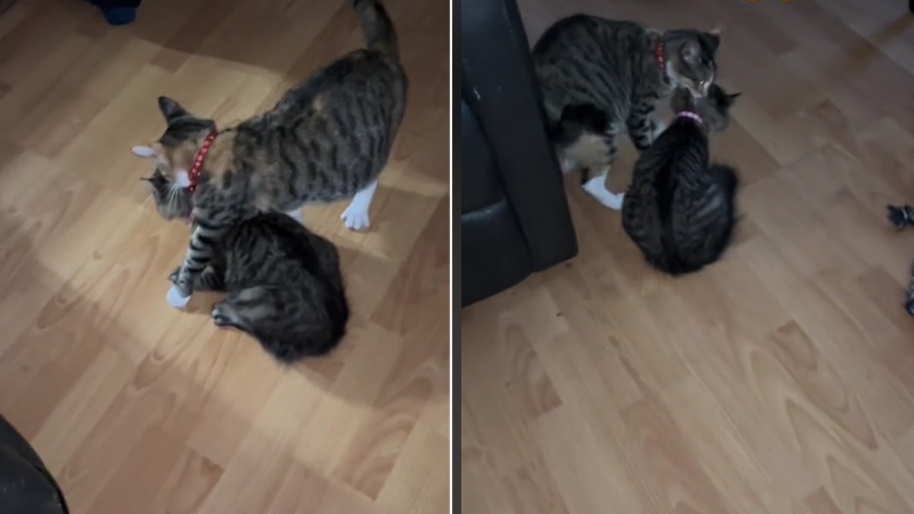 Mamma gatta arrabbiata col gattino