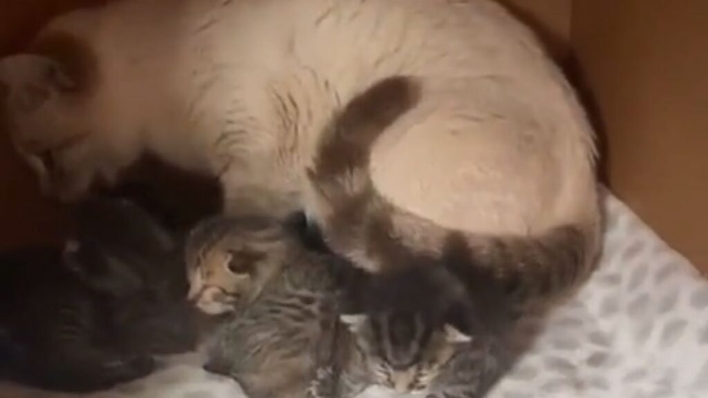 gattini che si fanno allattare