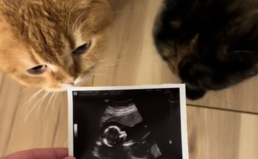 La mamma incinta porta l’ecografia ai suoi due gatti Scottish Fold e quello che fanno emoziona davvero tutti (VIDEO)