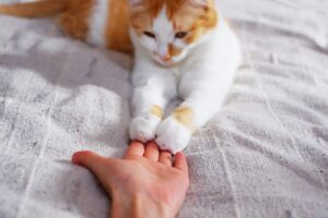 Come capire se manchi al gatto