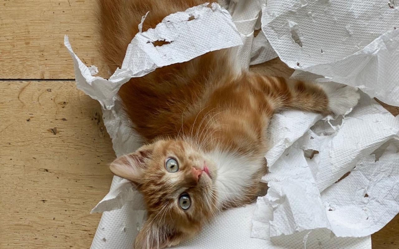 gatto che rovina la carta igienica