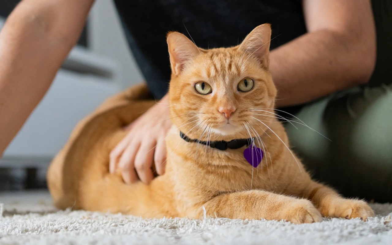 ragazza che accarezza il suo gatto