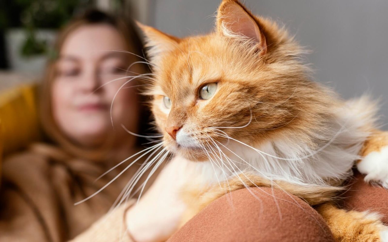 gatto sulle gambe della sua padrona