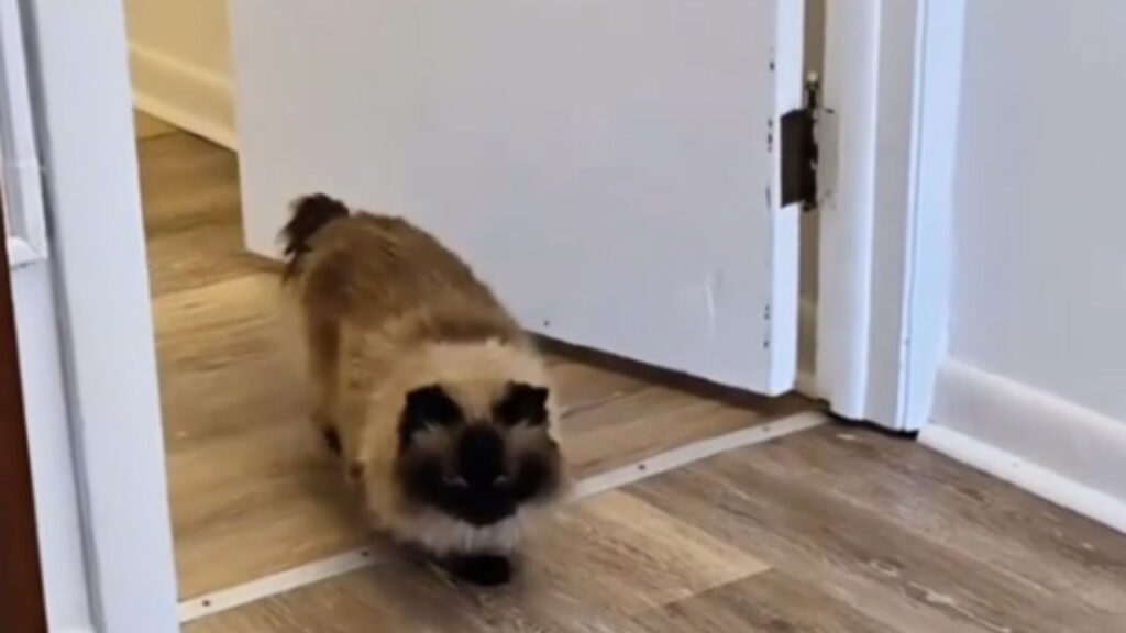 gattino che cammina