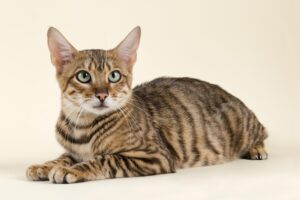 Nuova specie di gatto tigre scoperta in America: ecco di cosa si tratta