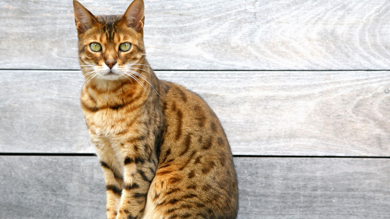 Nuova specie di gatto tigre