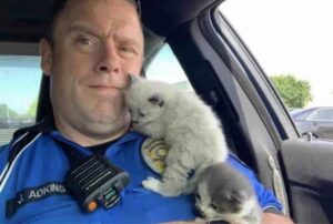 L’agente di polizia nota dei gattini in difficoltà e li salva: loro non vogliono più staccarsi da lui
