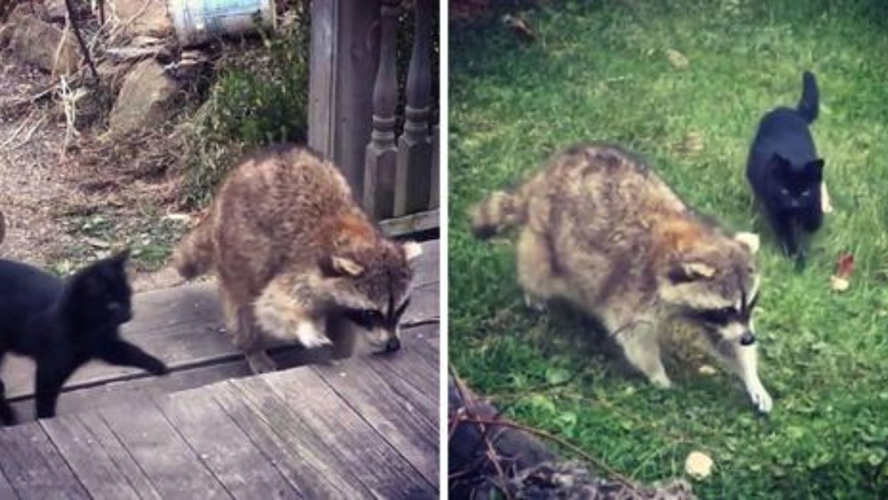 procione con gatti