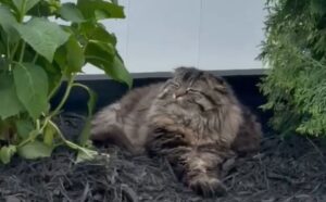 Il modo di questo gatto d’appartamento di rilassarsi all’aperto ci fa capire l’importanza di goderci le bellezze della natura (VIDEO)