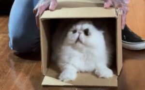 Al gatto viene regalata una scatola di cartone e lui non riesce davvero a contenere la gioia (VIDEO)