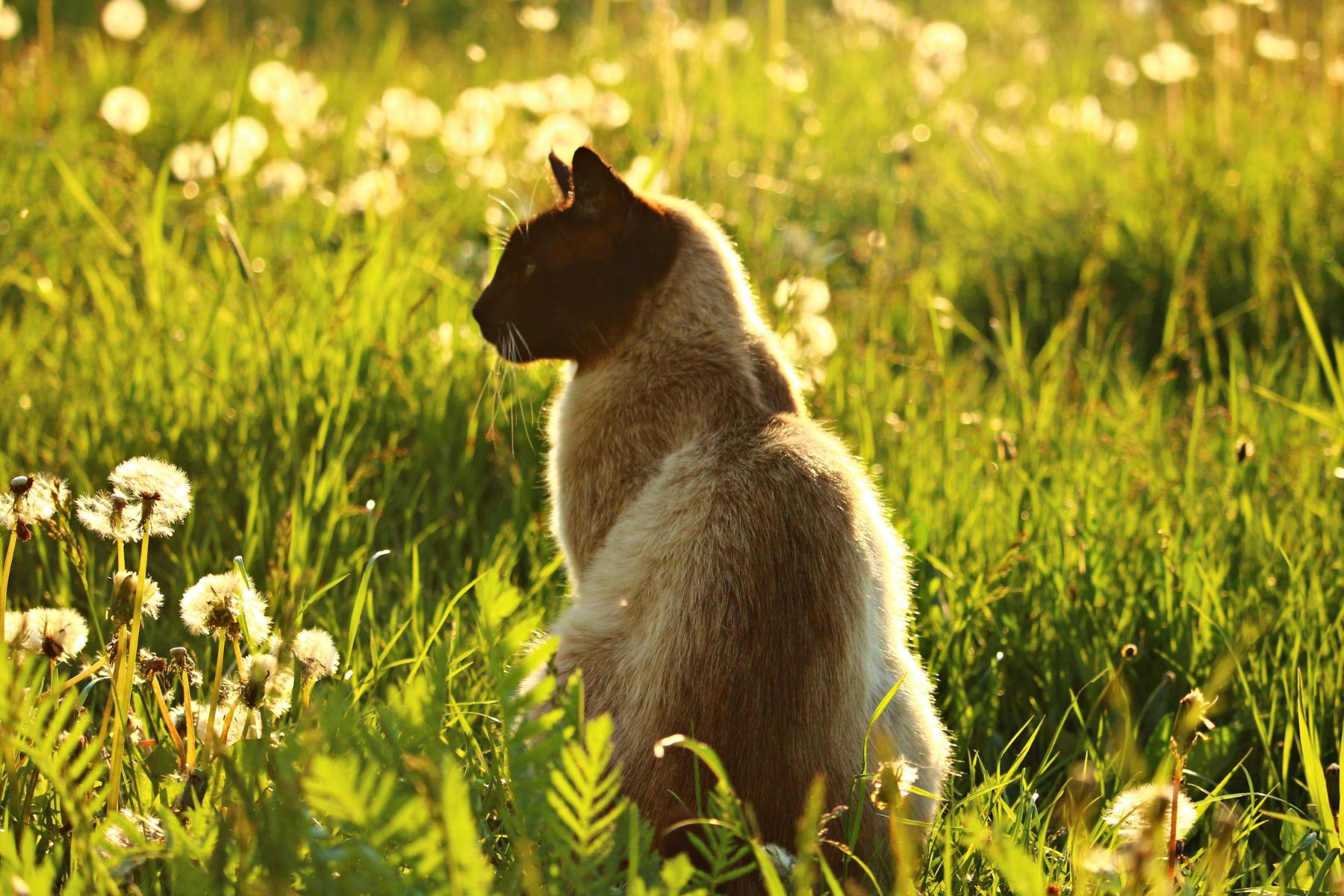 Siamese nel prato