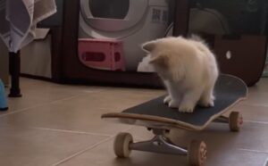Sì, questa gattina Ragdoll vuole davvero imparare a usare lo skateboard come una vera professionista (VIDEO)