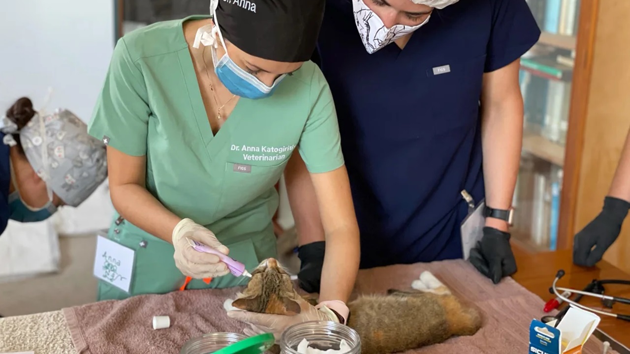 Veterinario gatti in Grecia