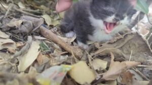 A soli 20 giorni era già esausto e stanco della vita, ma i soccorritori hanno fatto l’impossibile per riuscire a salvarlo – Video