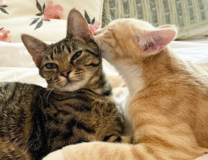 Anaffettivi e feroci? Proprio no: queste 5 foto dimostrano quanto amore c’è nei gatti