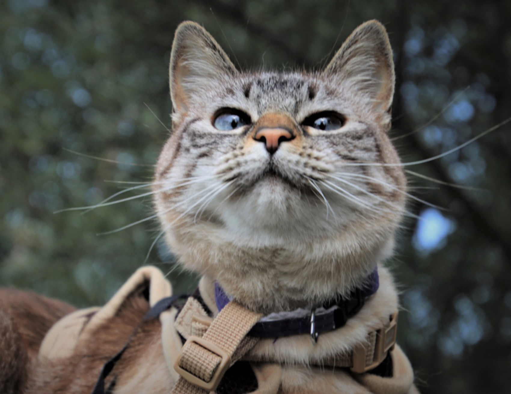 Gatto guarda in aria