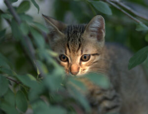 Anche la tua espressione può farti amare (o disprezzare) dal gatto: anche loro hanno delle preferenze