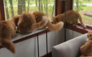 Birdwatching? Sì grazie: questi gatti fanno capire chiaramente tutto il loro apprezzamento per questo sport (VIDEO)