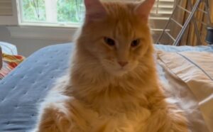 Lo hanno ribattezzato “Buddha dei gatti” e il motivo sta nel suo modo speciale di sedersi (VIDEO)