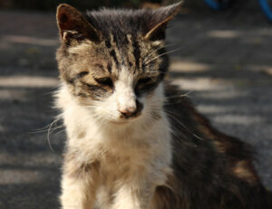 Colonia felina abusiva, scoppia il caos in un condominio: perché si tratta di maltrattamento di gatti?