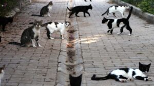 Continuano gli avvelenamenti di gatti in questo Comune Italiano: “Siete mostri senza cuore”