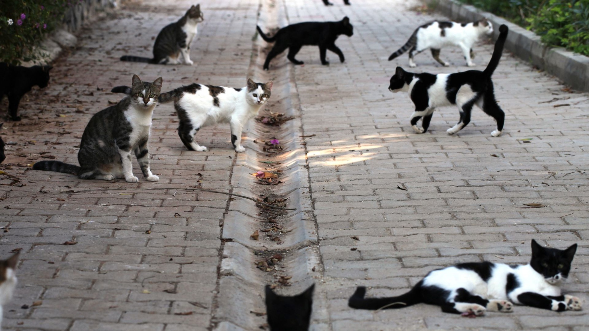 avvelenamenti di gatti Agrigento
