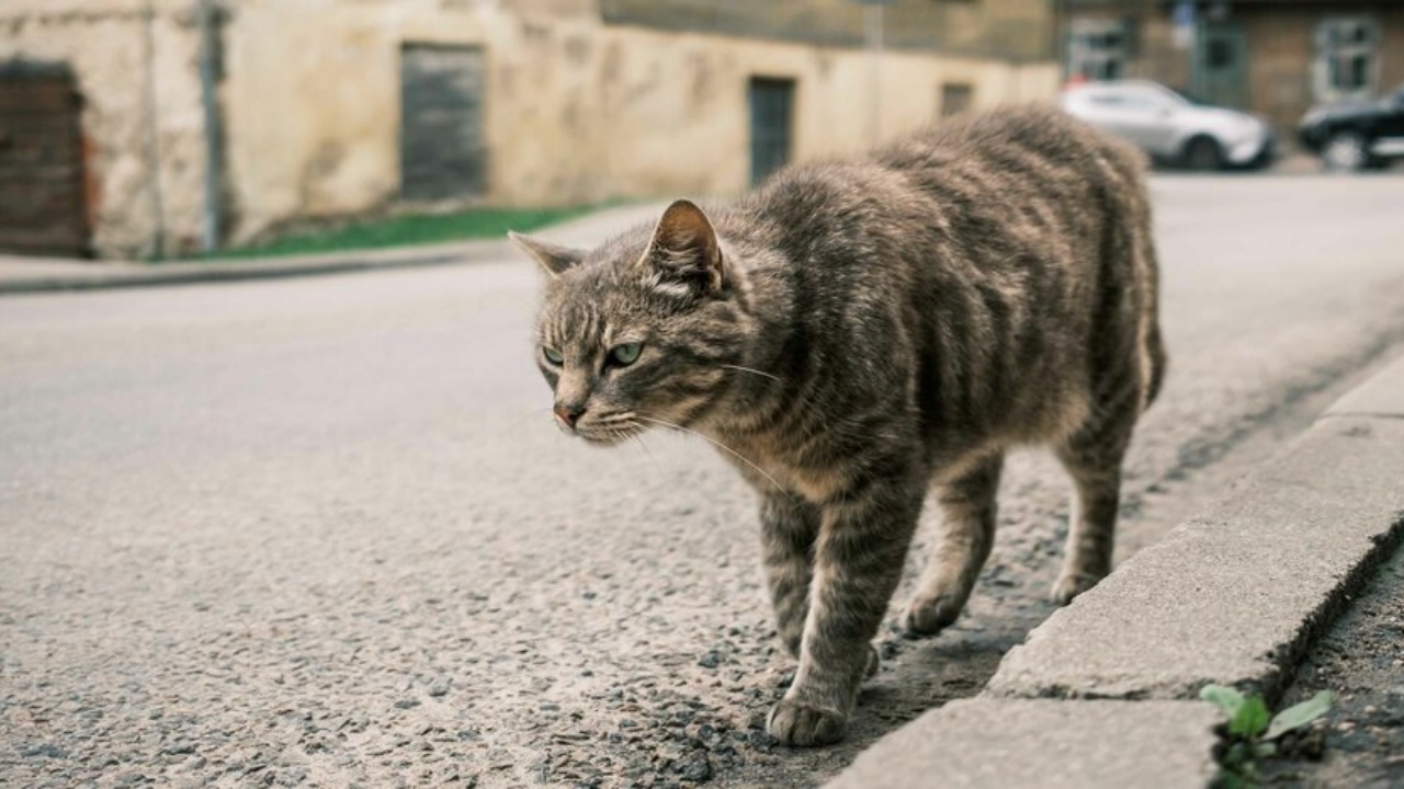 continuano avvelenamenti di gatti Agrigento