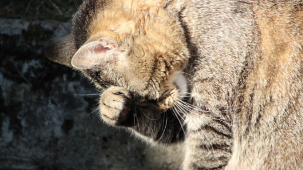 Gatto si gratta