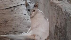 È rimasto abbandonato e solo nell’indifferenza generale, ma questo gatto meritava una possibilità di una vita migliore – Video