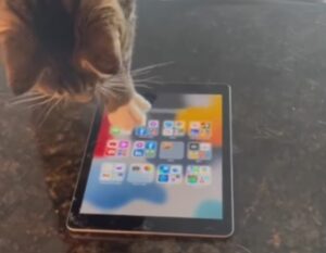 E se vi dicessimo che questo gatto ha davvero imparato a utilizzare il tablet?