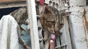 Era rimasto bloccato nelle grate del cancello di ferro: il gatto stava perdendo tutte le speranze – Video