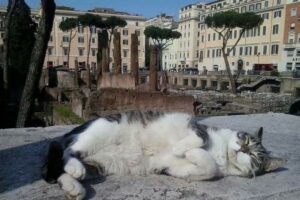Forse non lo sai, ma da sempre i gatti hanno dei luoghi (e un valore) speciale per la città di Roma