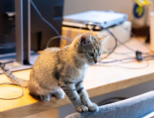 Gatti negli uffici, in questo Comune arrivano le regole per portare i felini al lavoro: ” Fanno parte integrante del personale”