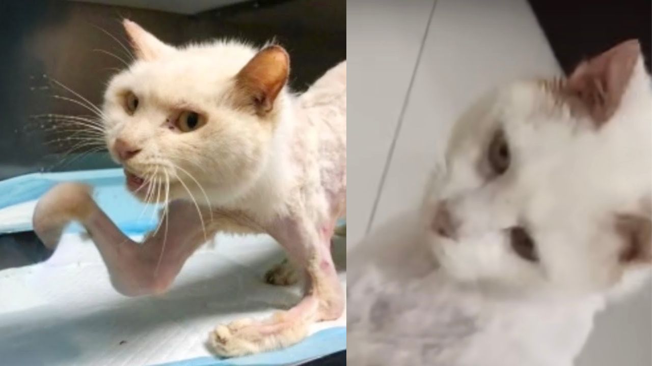 Gatto dal pelo bianco con zampe rotte