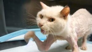 Hanno abbandonato il gatto senza alcuna pietà, solo perché aveva due zampette rotte – Video