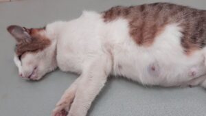 I padroni di questa gatta incinta la portano dal veterinario chiedendogli la cosa peggiore: vogliono addormentarla – Video