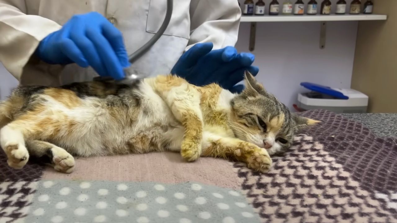 Gattino dal veterinario