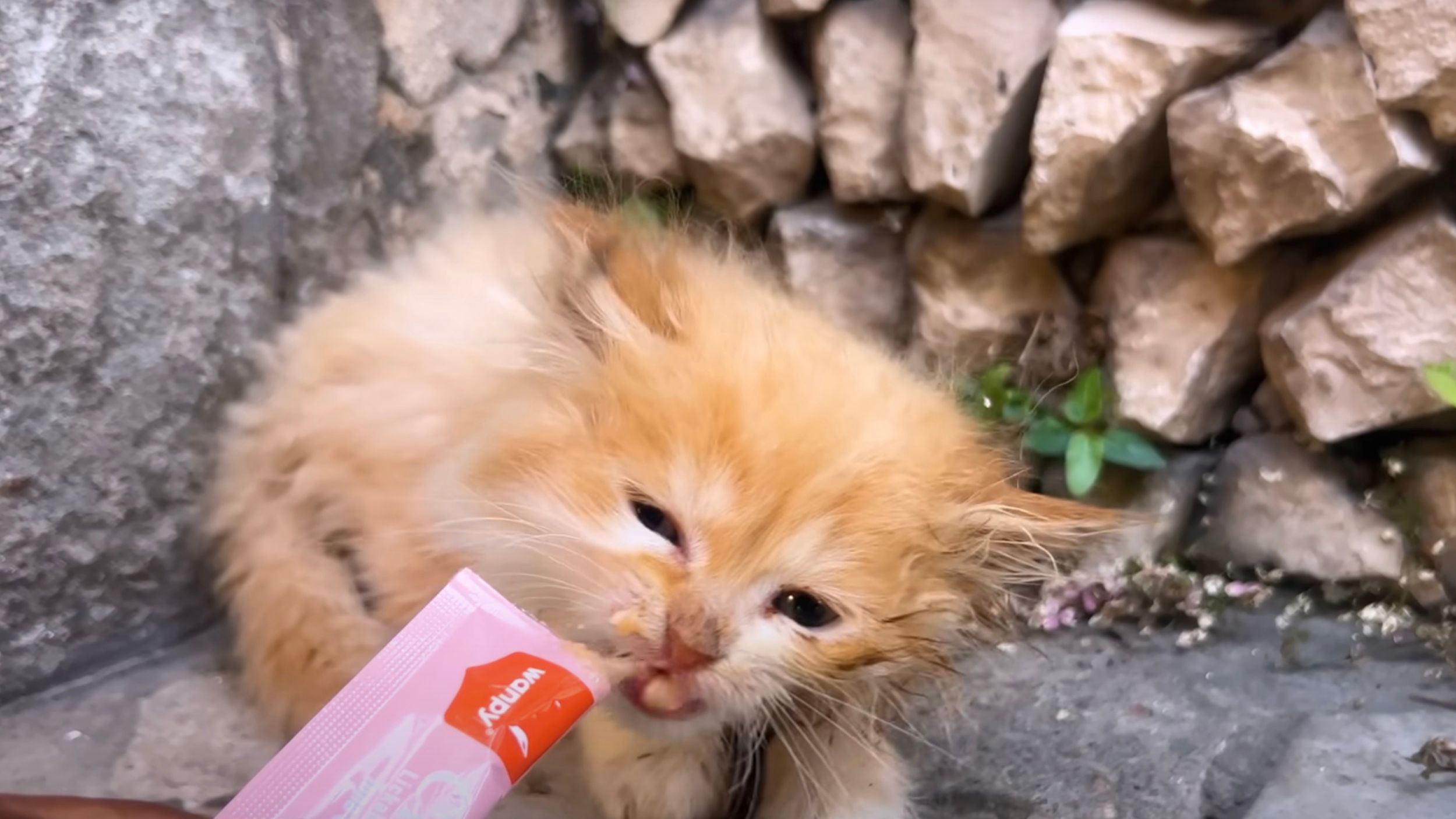 Gattino mangia snack