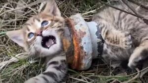Il gattino miagolava sempre più forte, urlando per il dolore: quando l’uomo si è avvicinato, impallidì – Video