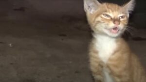 Il gattino ormai disabile miagolava disperato, cercando di raggiungere mamma gatta – Video