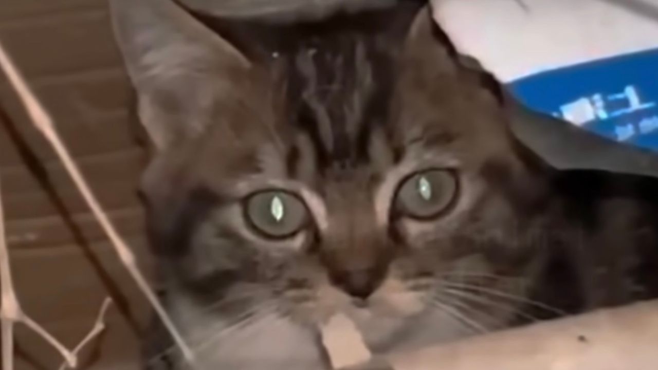 Gattino tenta di nascondersi