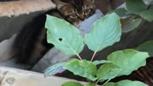 Il gattino senza arti anteriori ha fatto capolino dalla spazzatura e i soccorritori non riuscivano a crederci – Video