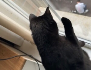 Il gatto fa una vera scena madre quando si accorge dalla finestra che il suo papà sta coccolando un altro gatto