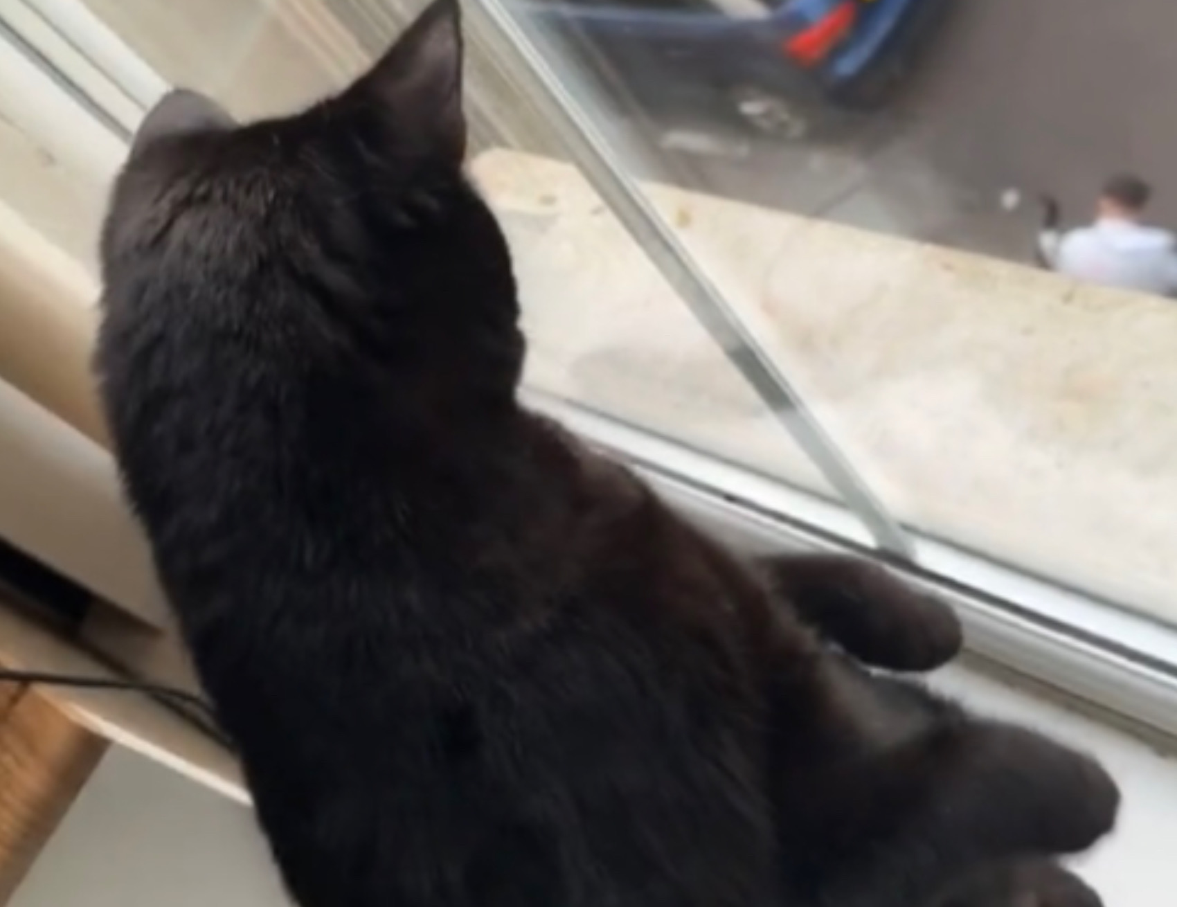 Gatto guarda alla finestra