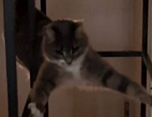 Il gatto fatica a comprendere come funziona il nuovo mobile appena acquistato, ma conquista tutti con la sua perplessità