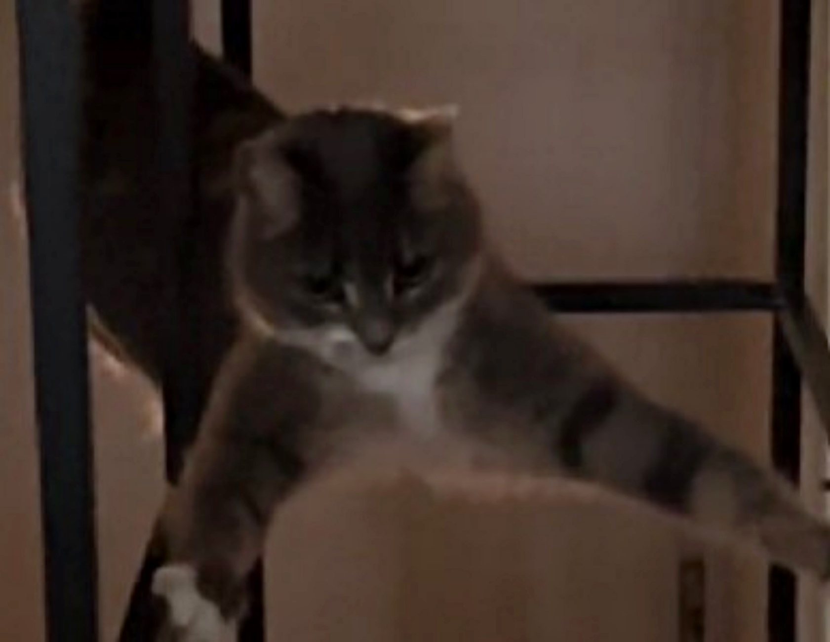gatto litiga con mobile