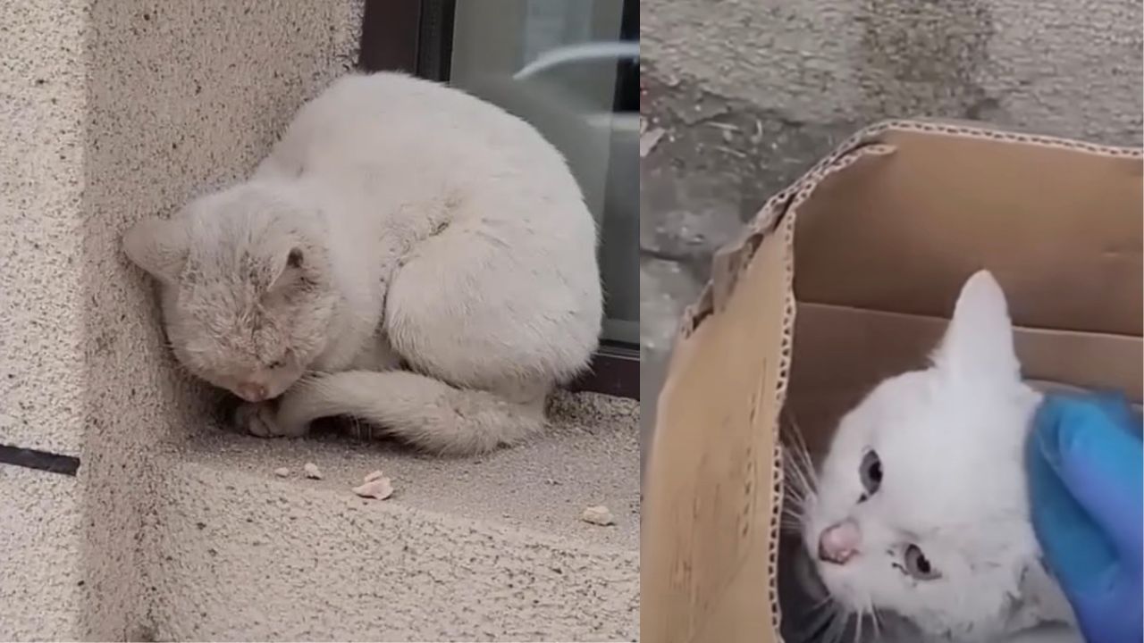 Gatto bianco randagio