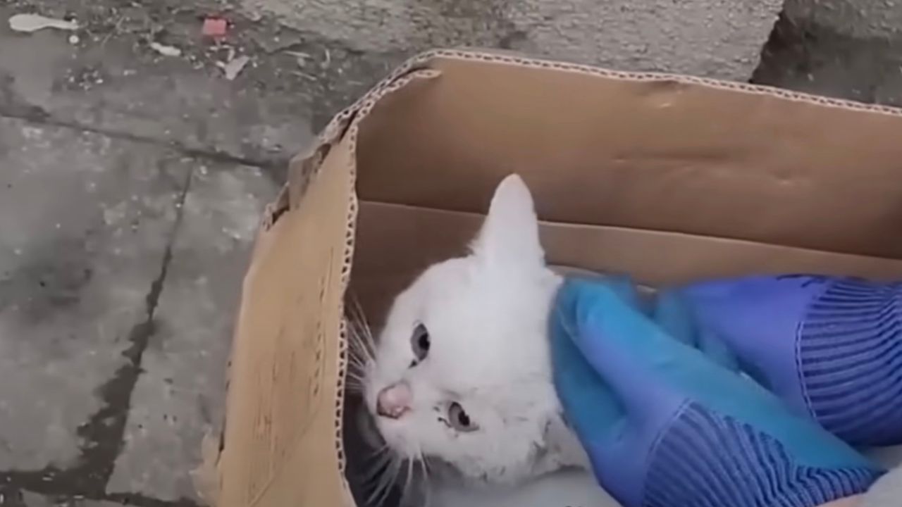 Gatto bianco nella scatola di cartone