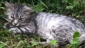 Il gatto si fida dell’essere umano sbagliato e l’esperienza è così dolorosa che non smettere di piangere e avere paura – Video