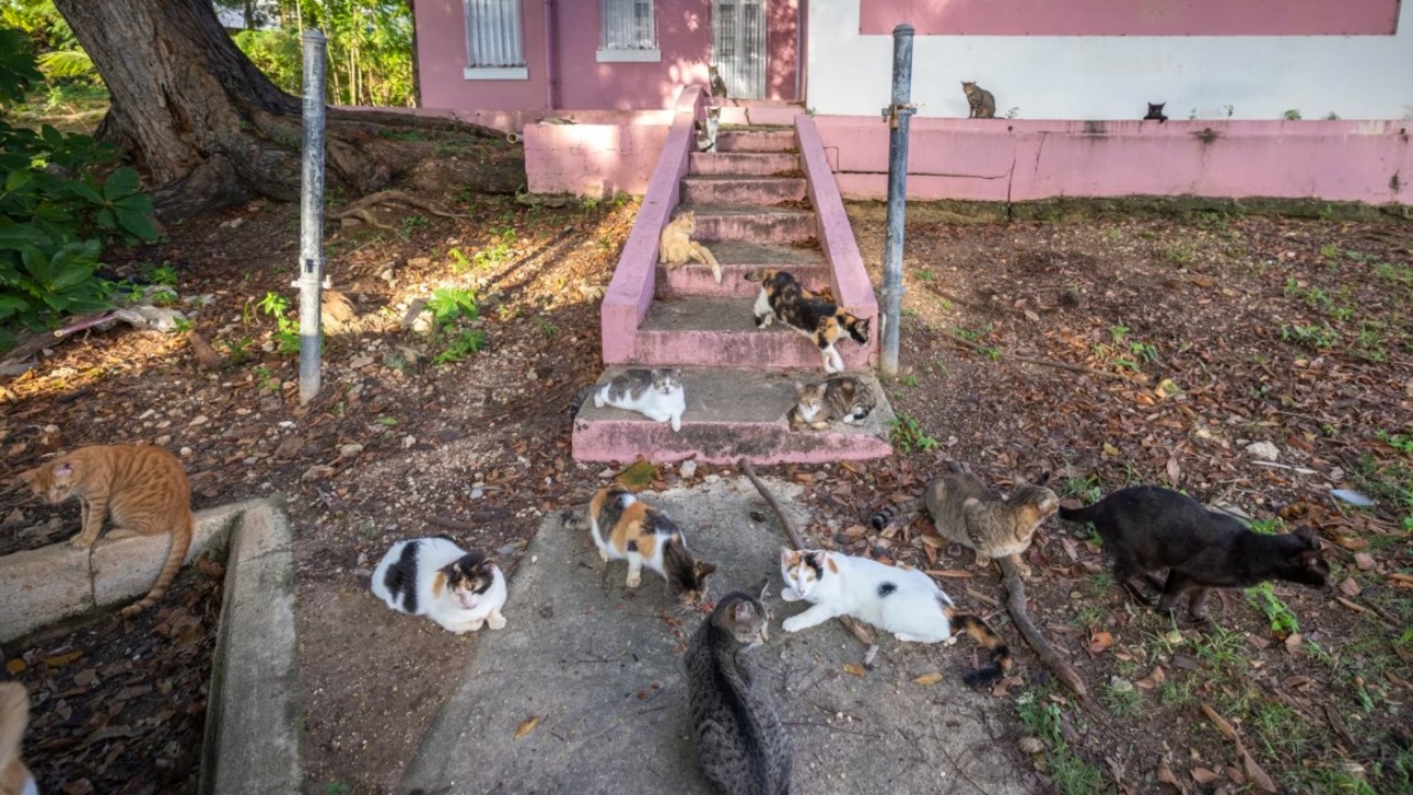 porto rico dibattito gatti